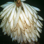 Squid Eggs